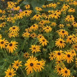 Meet your Posher, Nikita